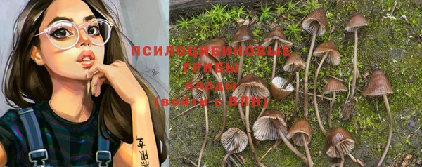 прущие грибы Дмитровск